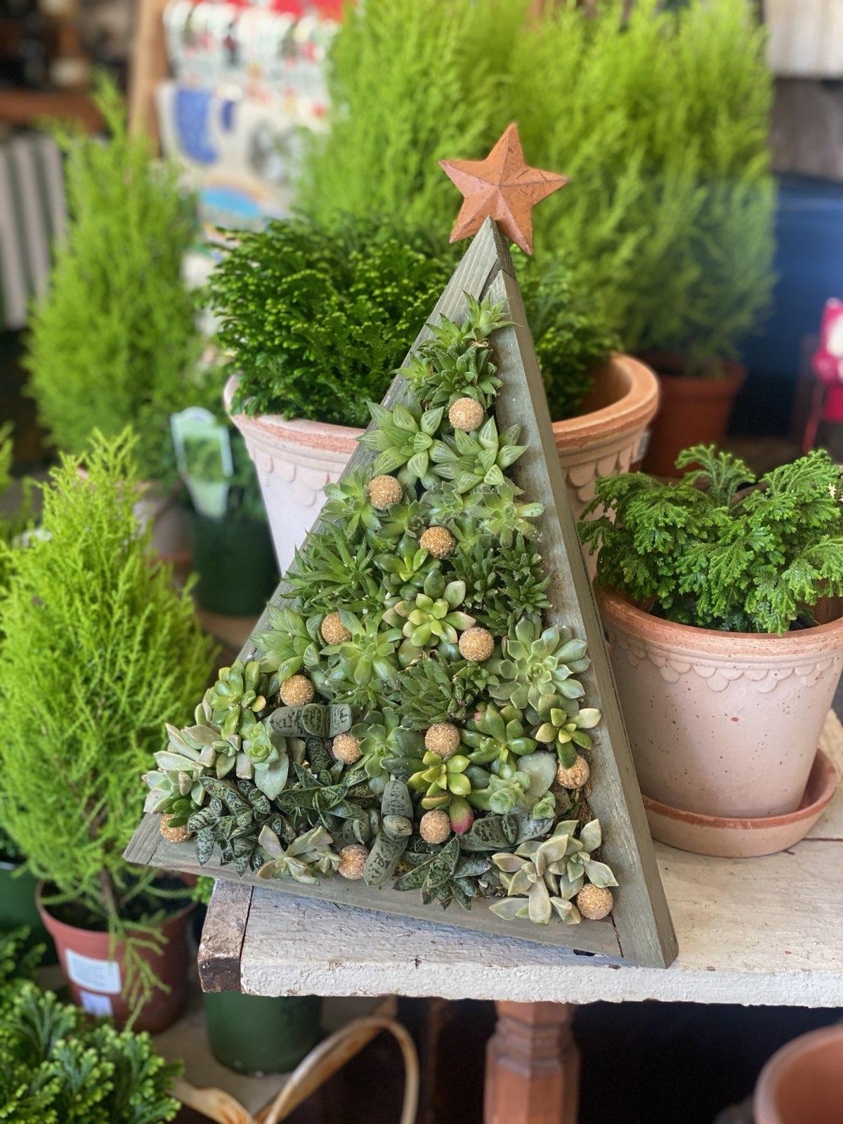 WK - Succulent Christmas Tree - December 3rd