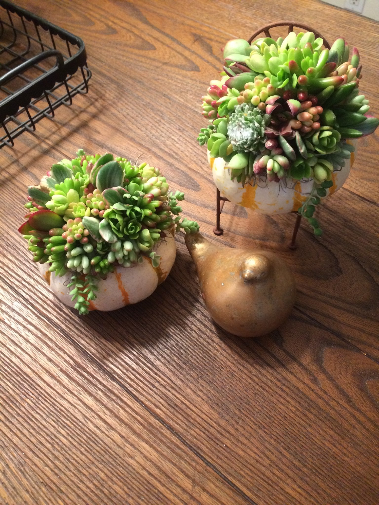 WK Miniature Succulent Pumpkin September 17th The